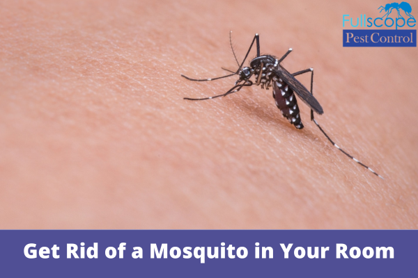 How to Get Rid of a Mosquito in Your Room