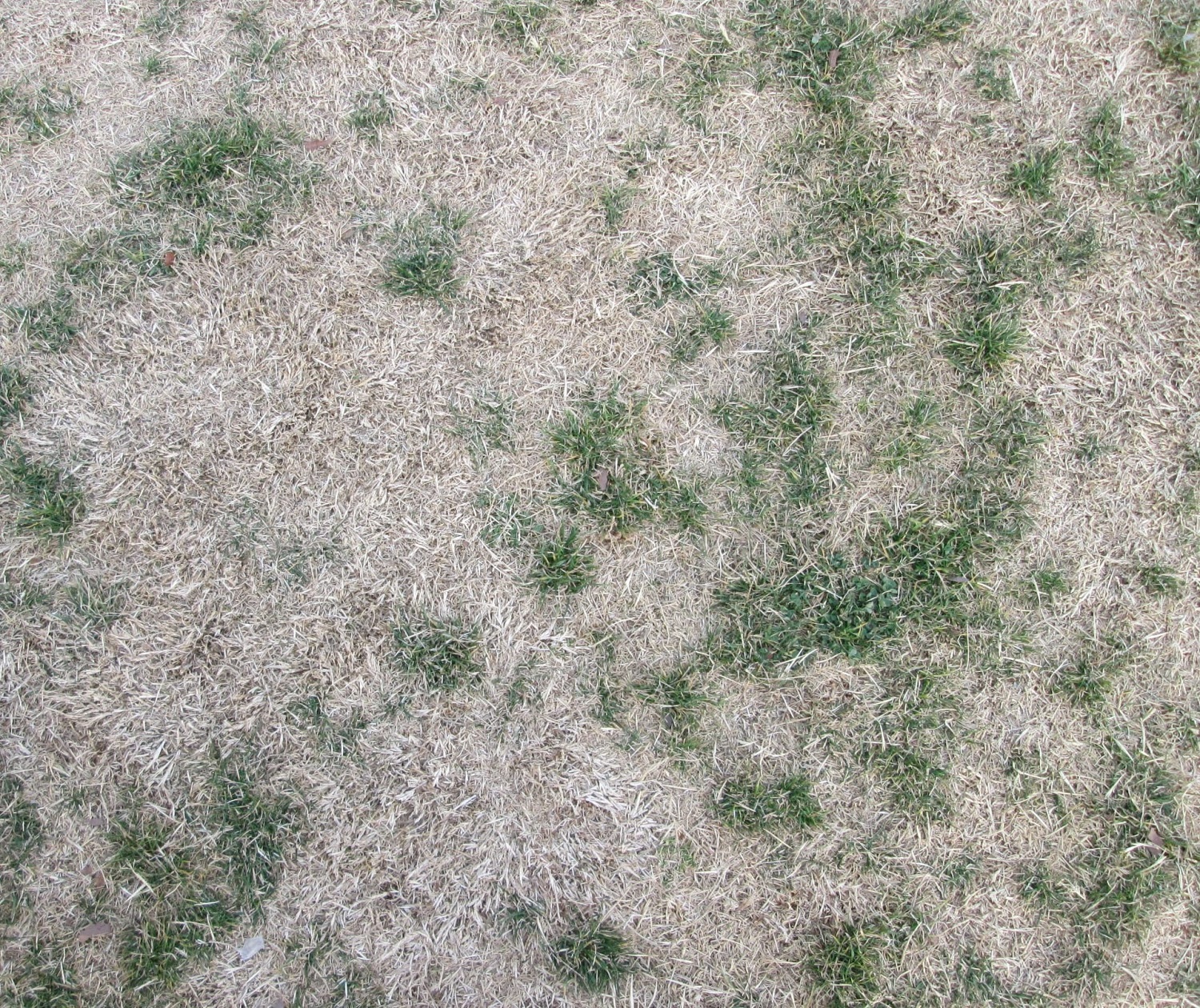 RUST DISEASE IN LAWNS