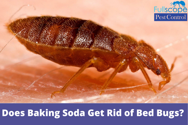 Does Baking Soda Get Rid of Bed Bugs