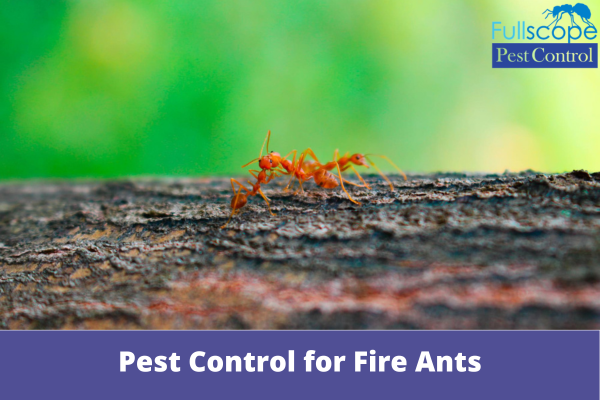 Pest Control for Fire Ants