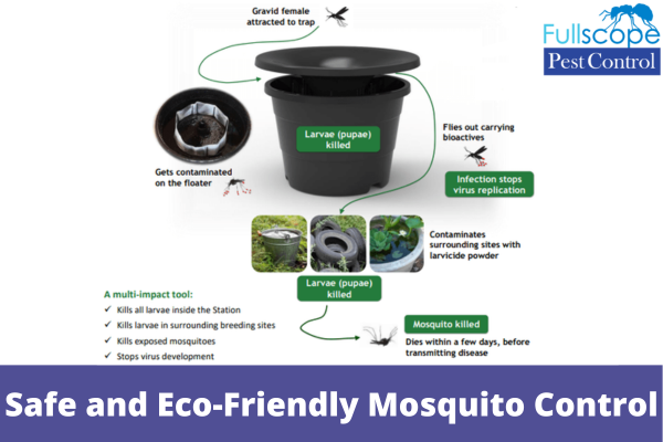 Safe and Eco-Friendly Mosquito Control