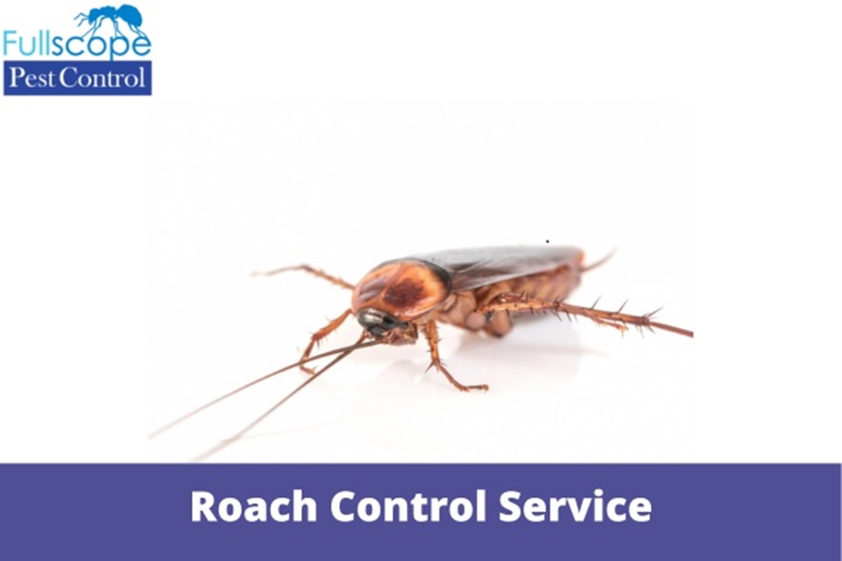 Choosing The Right Roach Control Service