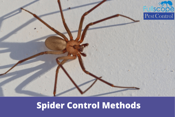 Spider Control Methods