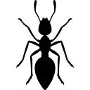 ant