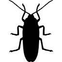 Cockroach Silhouette