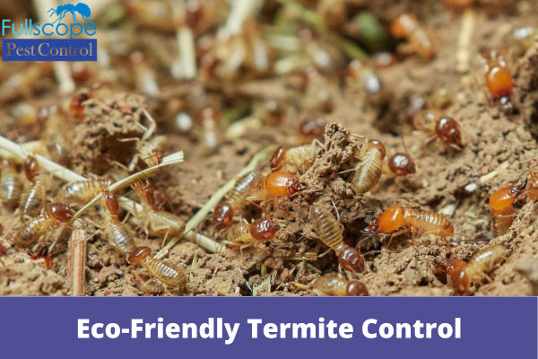 Eco-Friendly Termite Control
