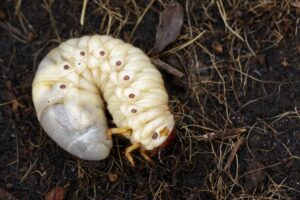 Grub Control in Lawn