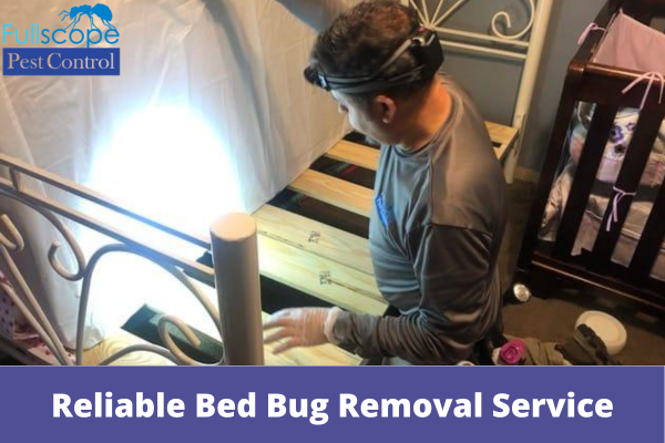 Reliable Bed Bug Removal Service