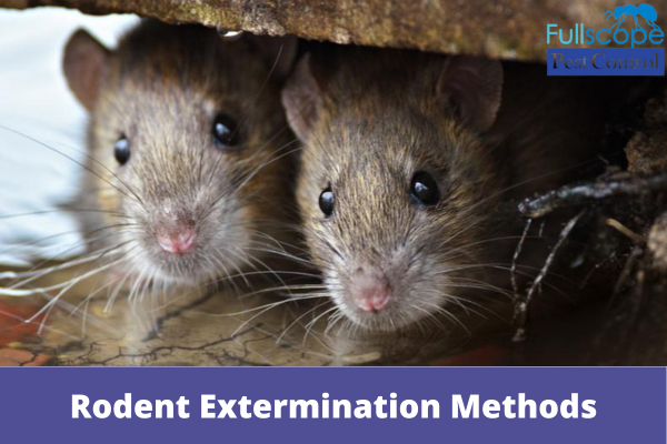 Rodent Extermination Methods