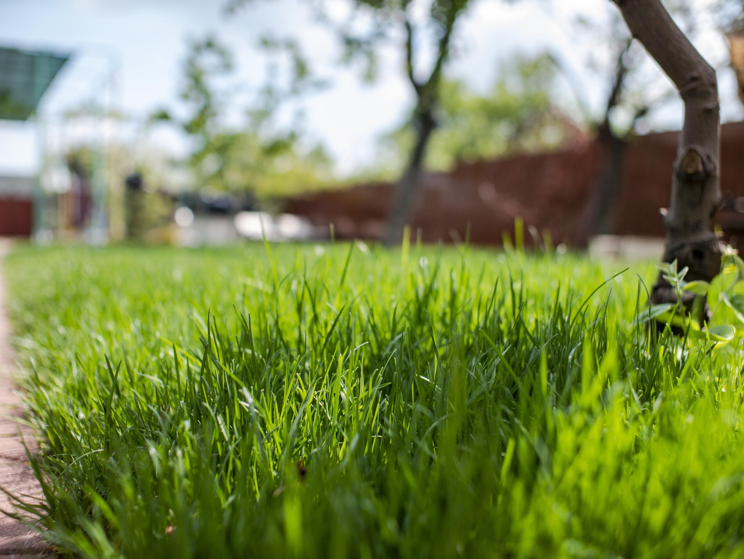 Lawn Care Services