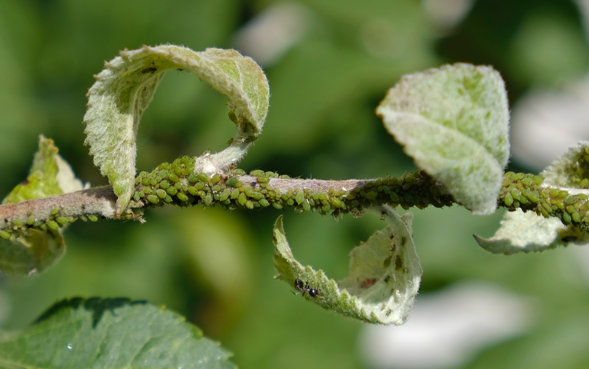 Aphid Infestations on Ornamental Plants