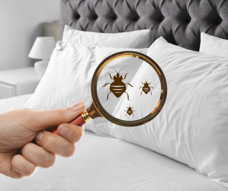 Bed Bug Contro