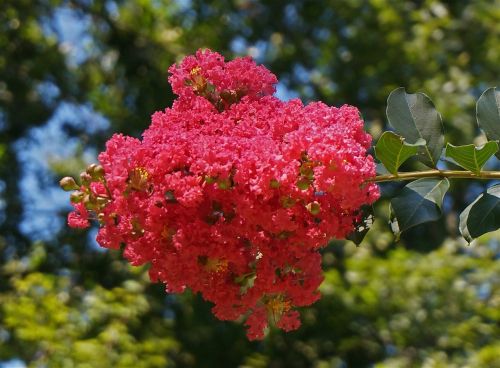 Crepe Myrtle Trees