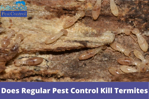 Does Regular Pest Control Kill Termites