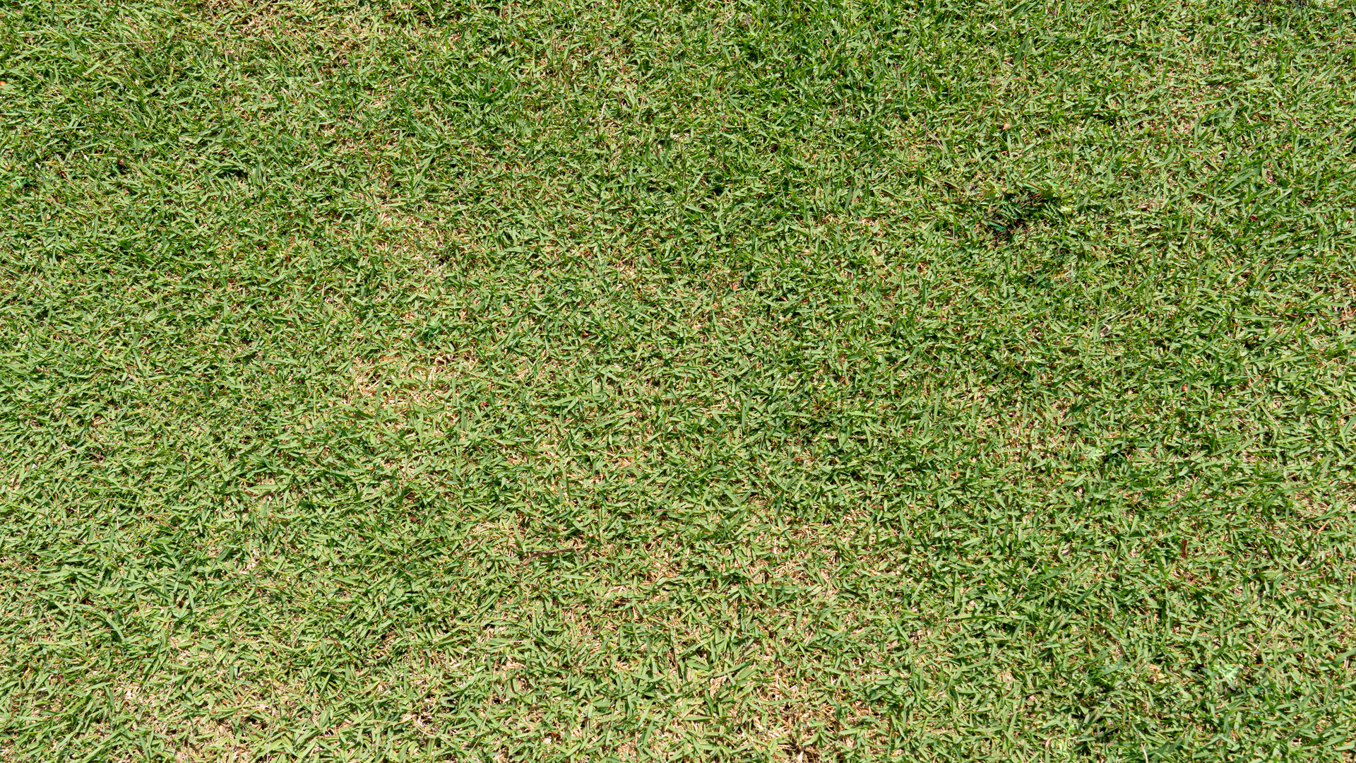 Dollar Spot Lawn Disease