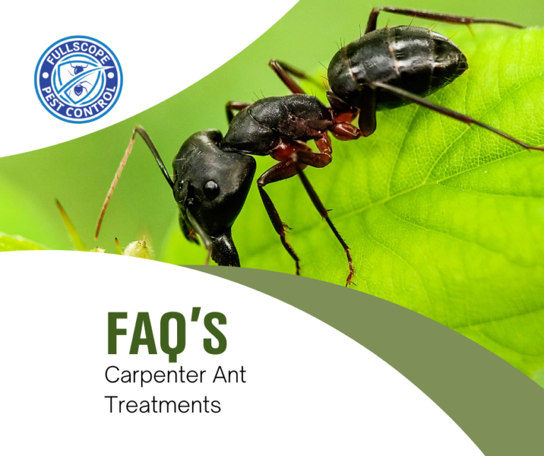 FAQ's for Carpenter Ant Treatments FullScope Pest Control