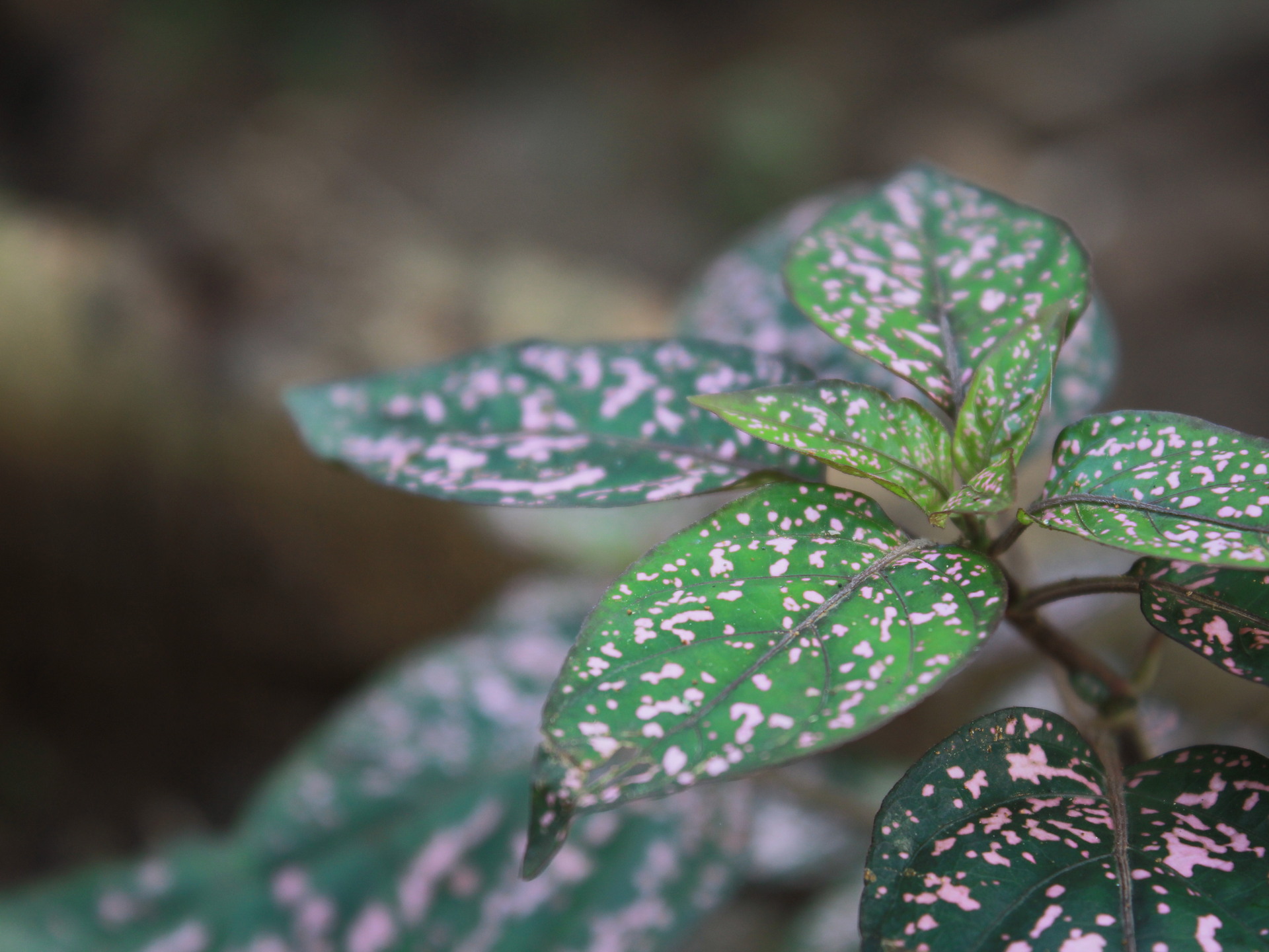 Gray Leaf Spot