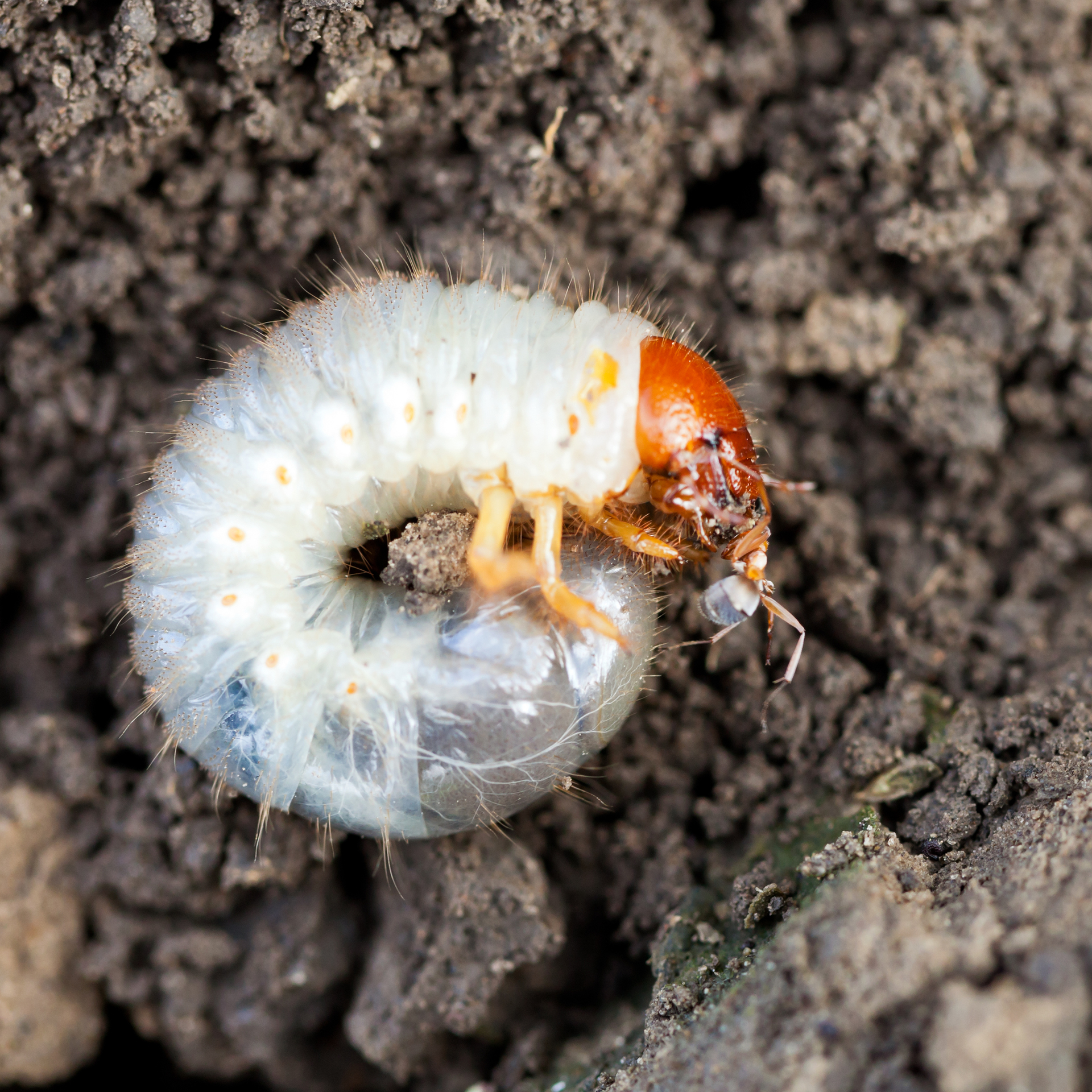 grub of cockchafer eats ant