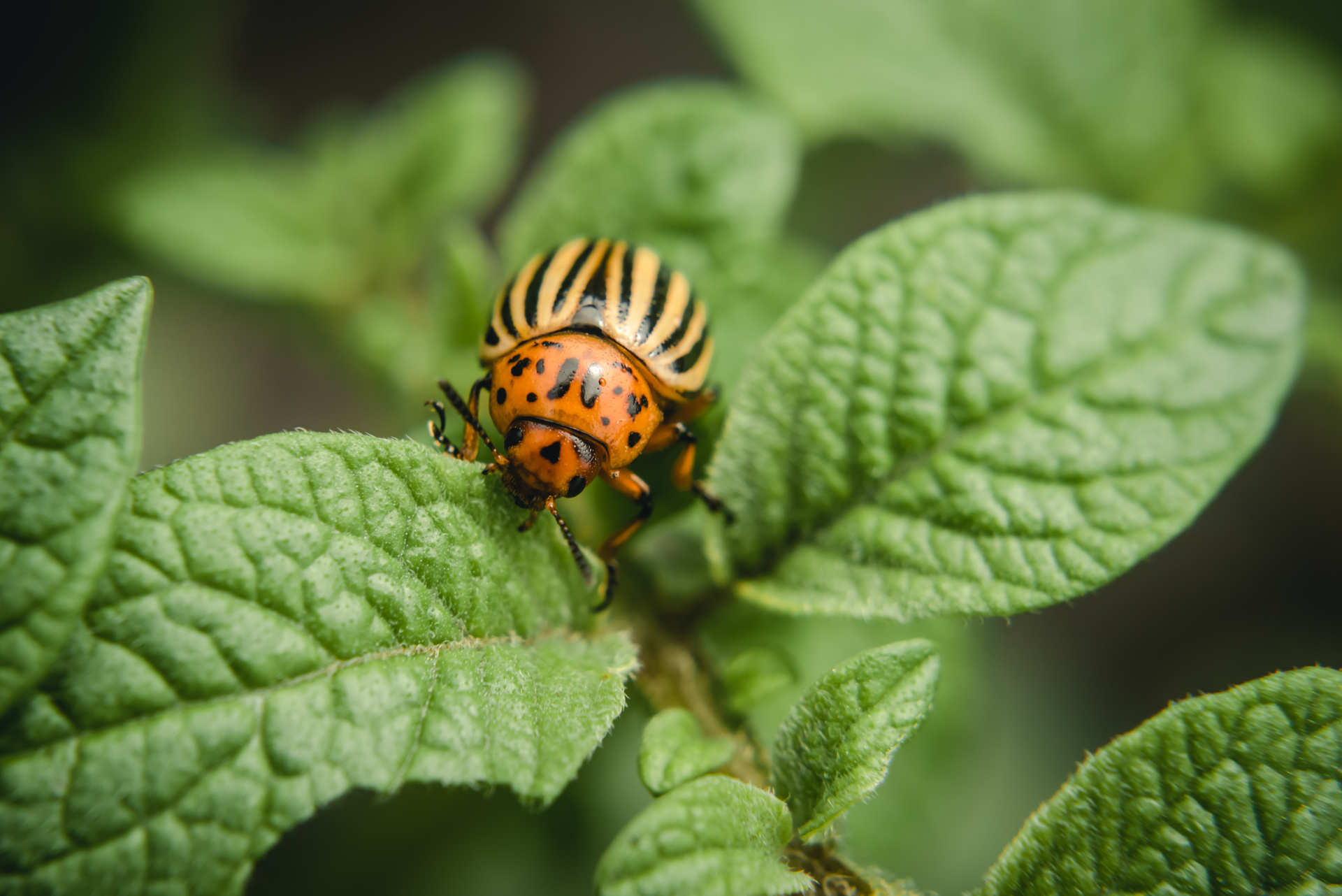 Colorado potato beetle eats potato leaves potatoes in the garden. Pests and parasites destroy crops in agriculture