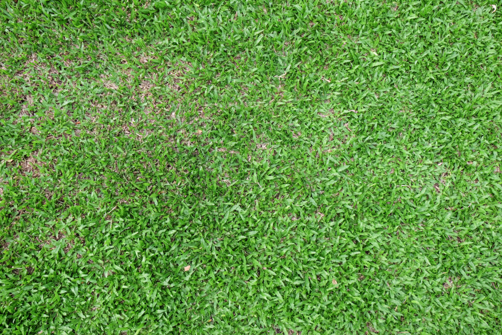 Unmasking Common Lawn Diseases in Houston, Texas Learn More