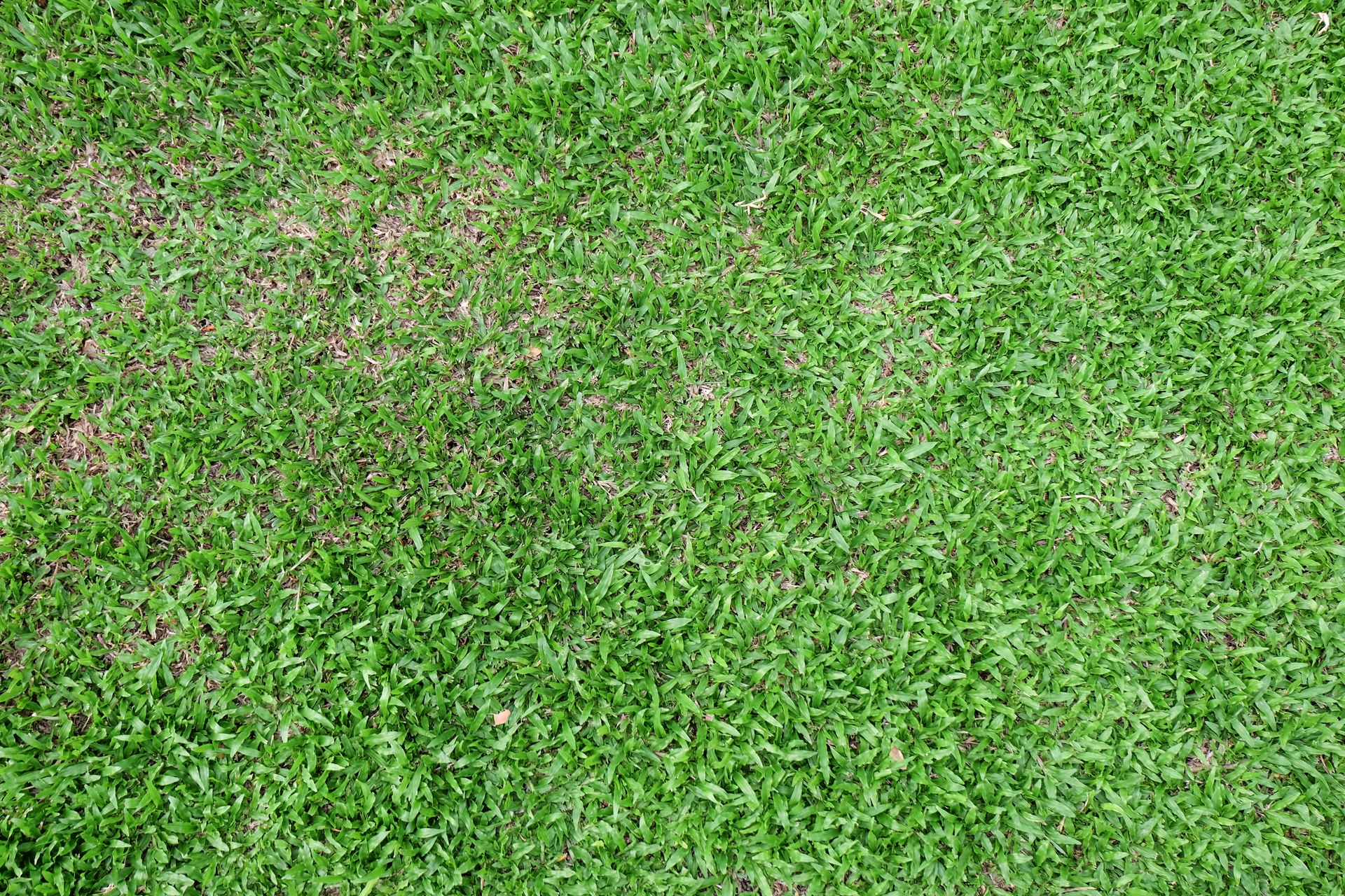 grass in the lawn, texture