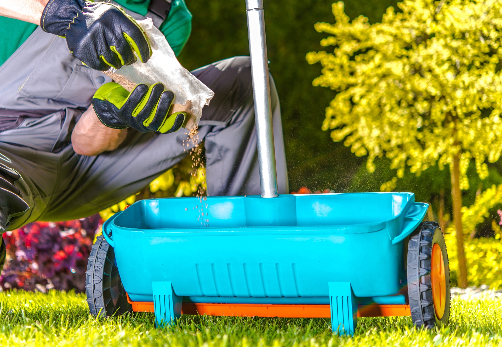 Fertilize Turf by Gardener