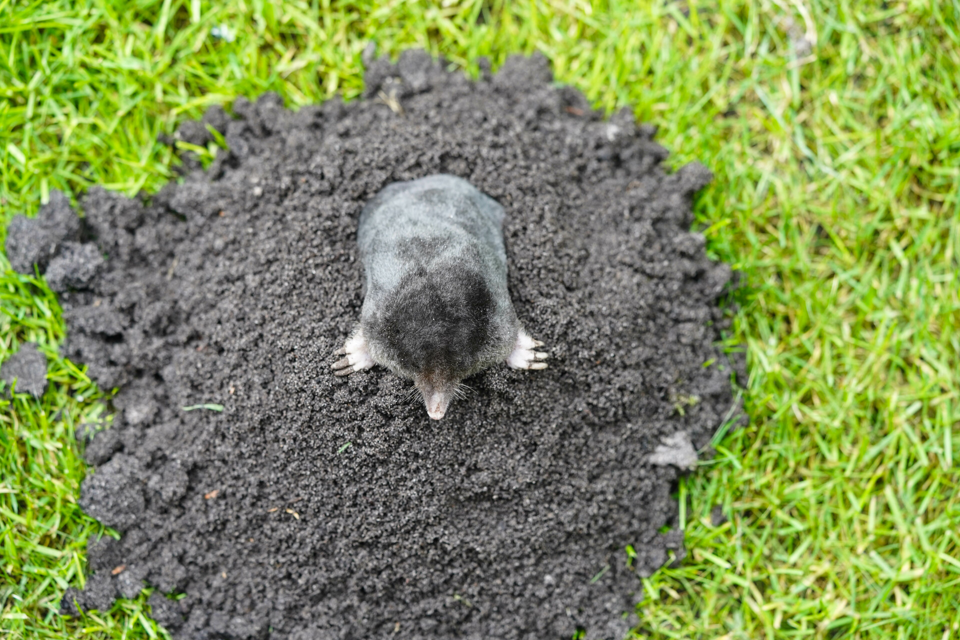 More about Moles