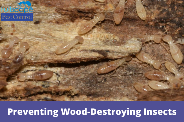 Preventing Wood-Destroying Insects
