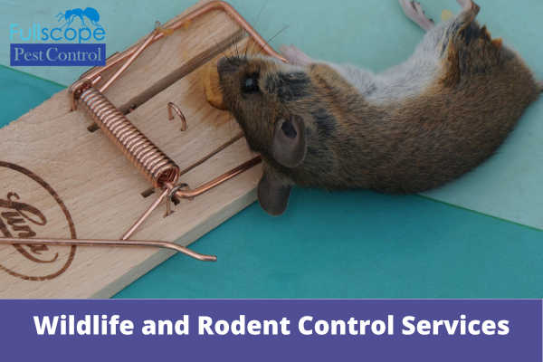 Professional Wildlife and Rodent Control Services