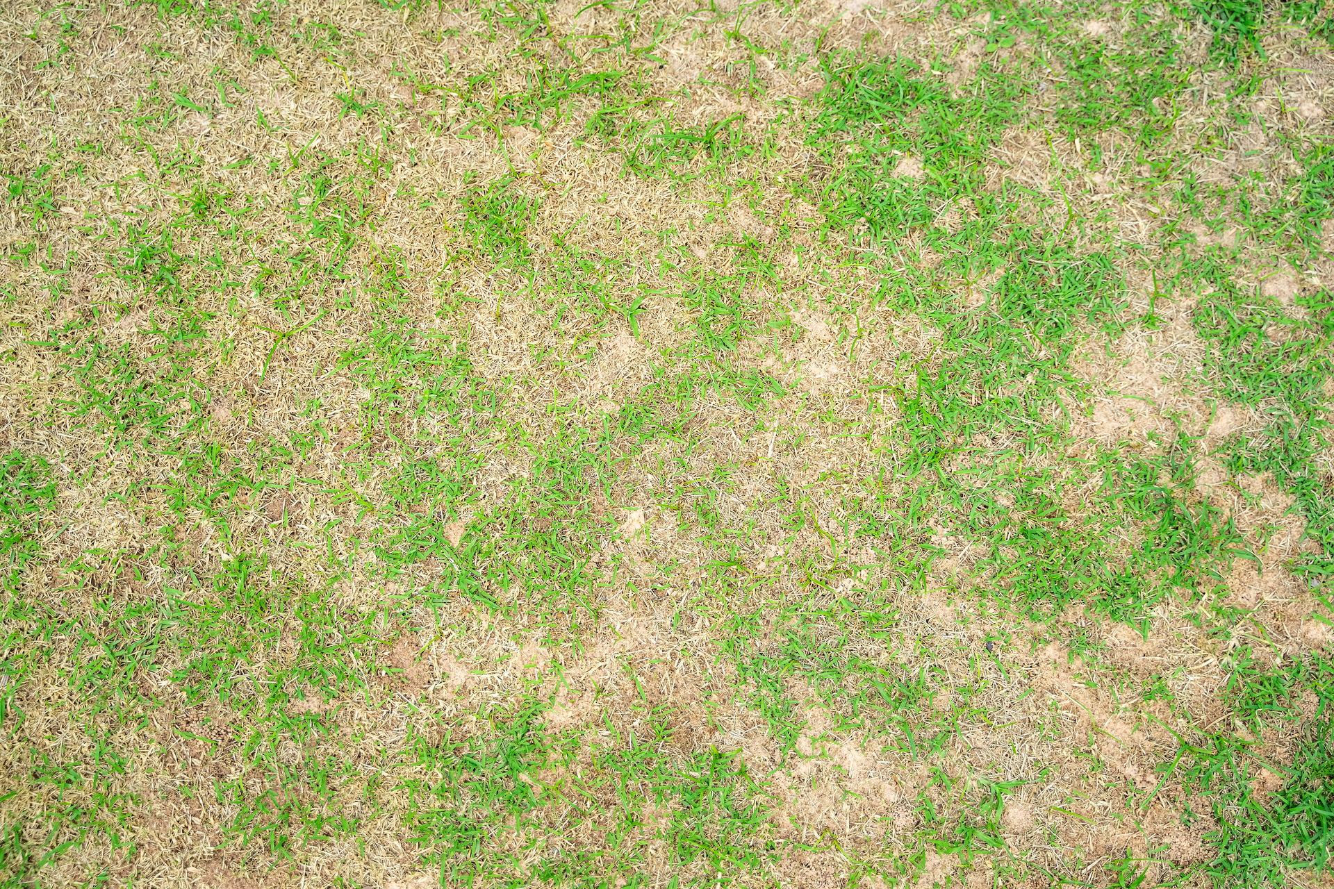 Dry grass leaf change from green to dead brown in a circle lawn