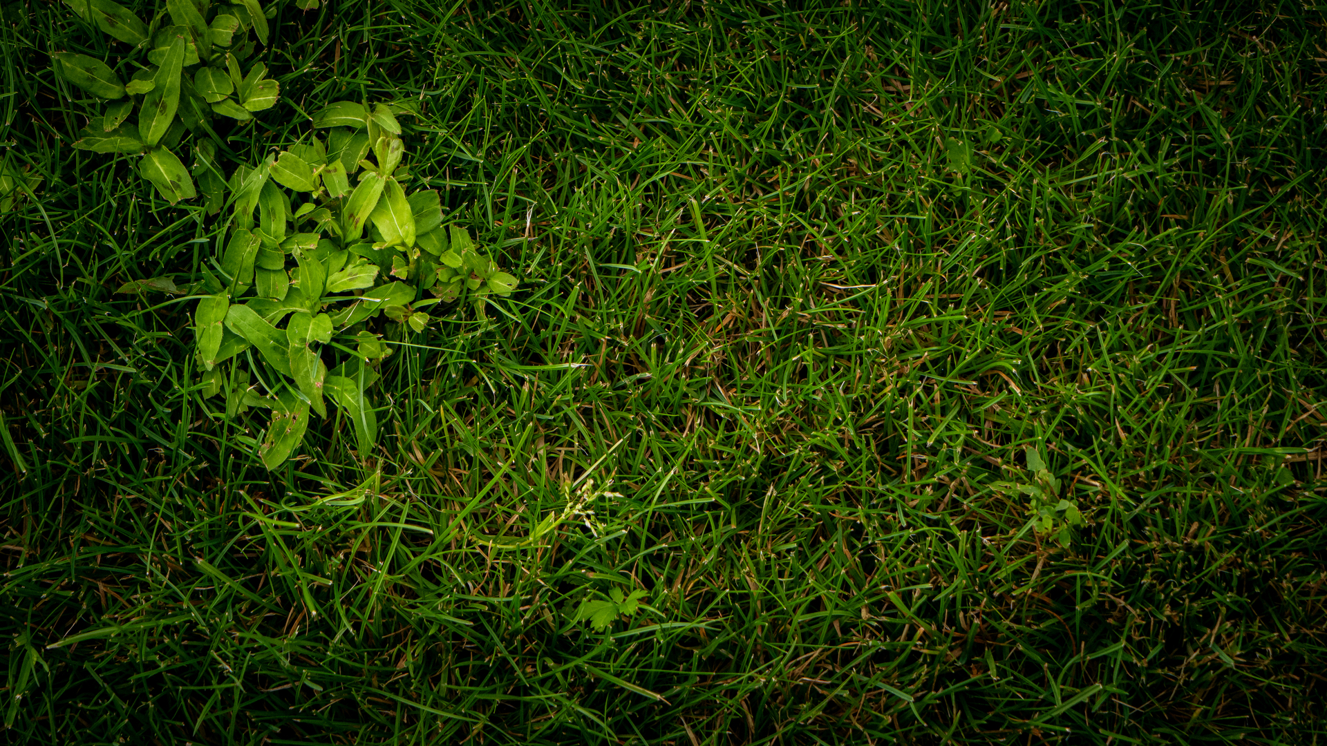 Texture background of green grass