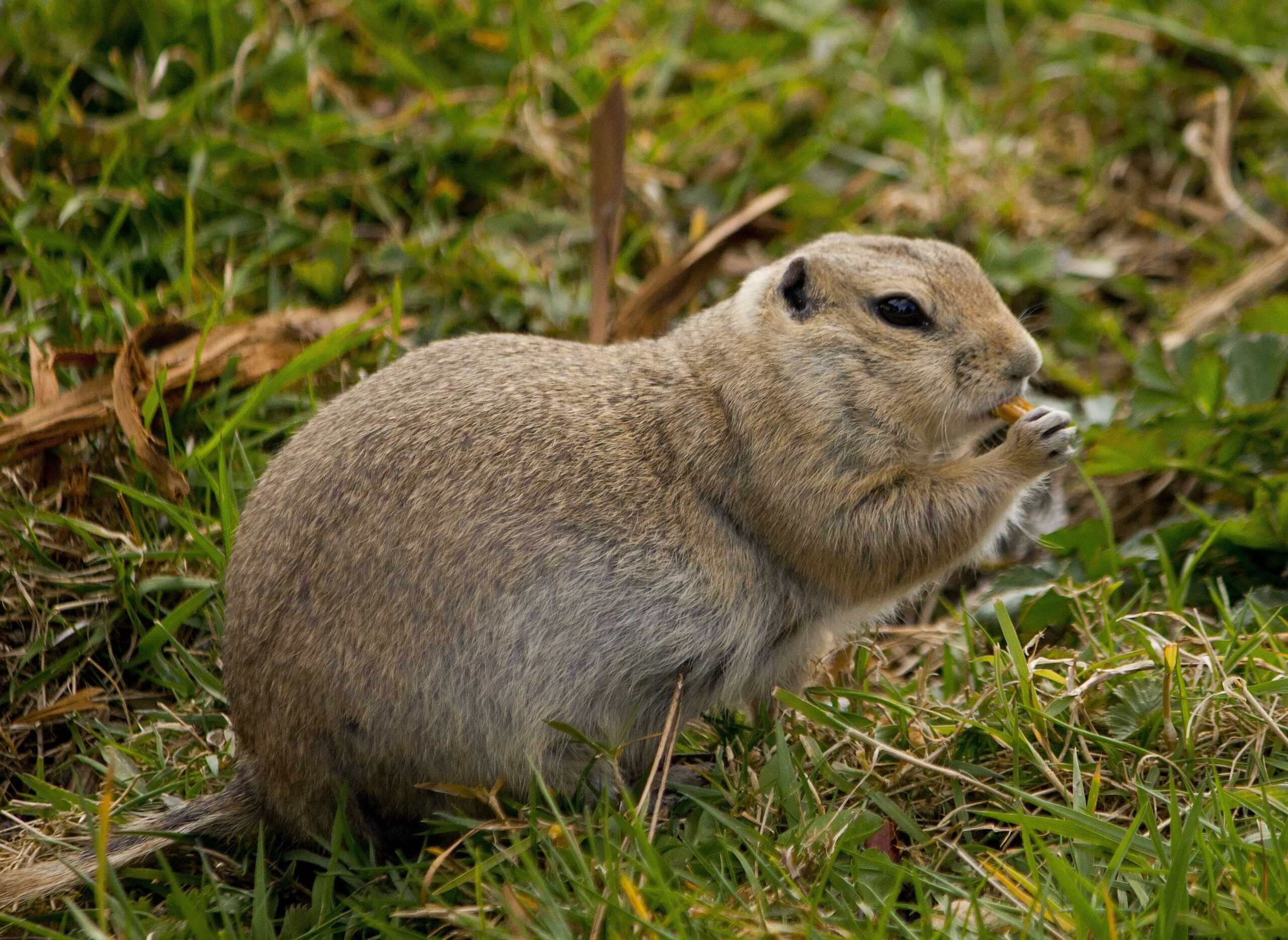 gophers