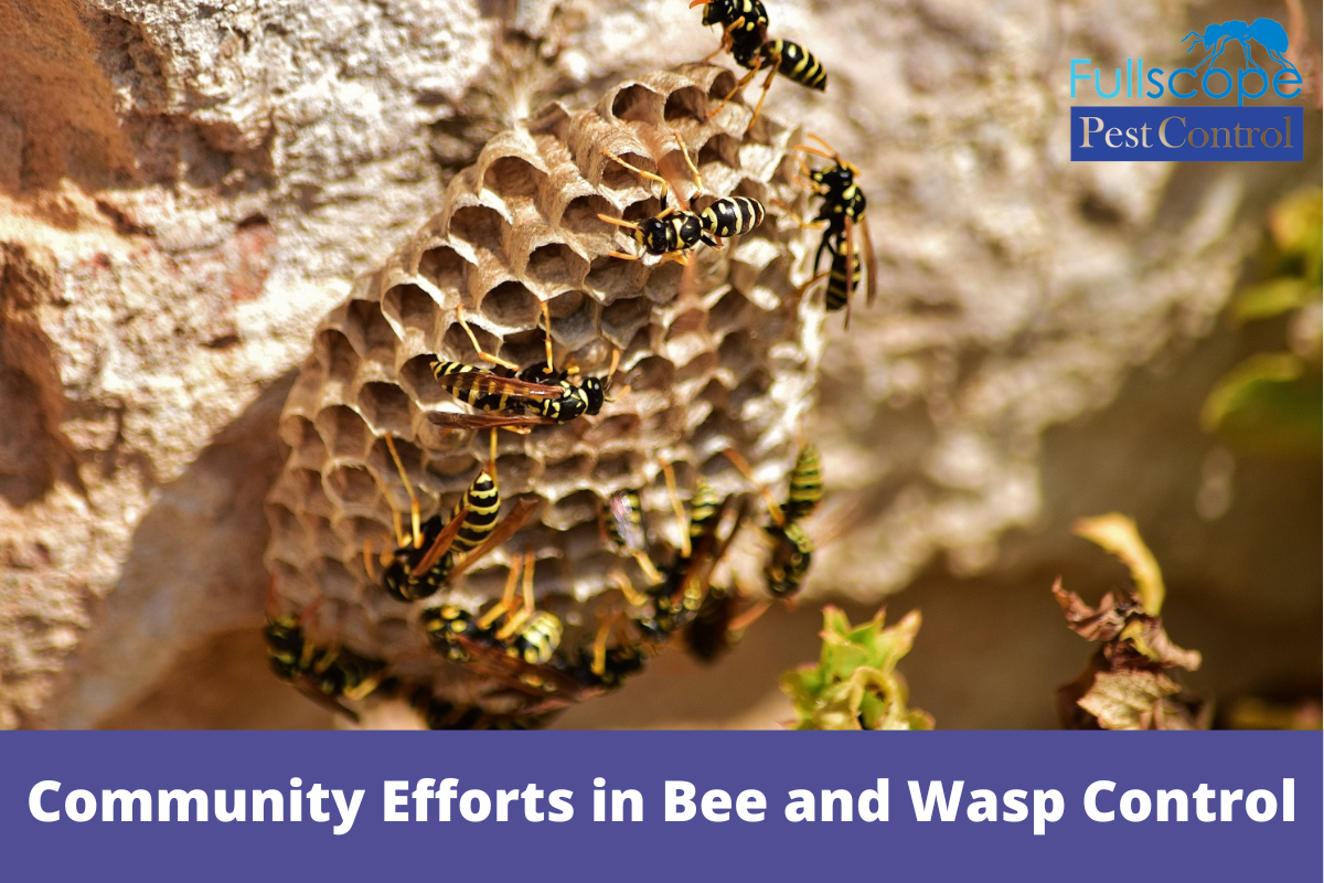 Bee and Wasp Control