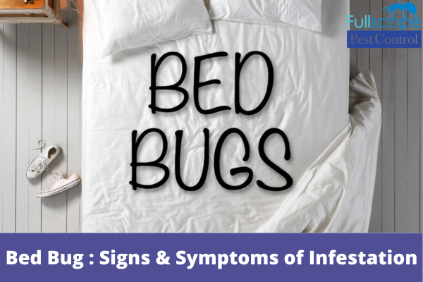 The Bed Bug Menace Signs and Symptoms of Infestation