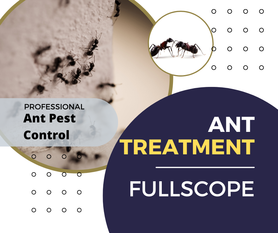 ant treatments