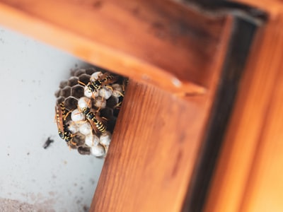 Wasp Nests