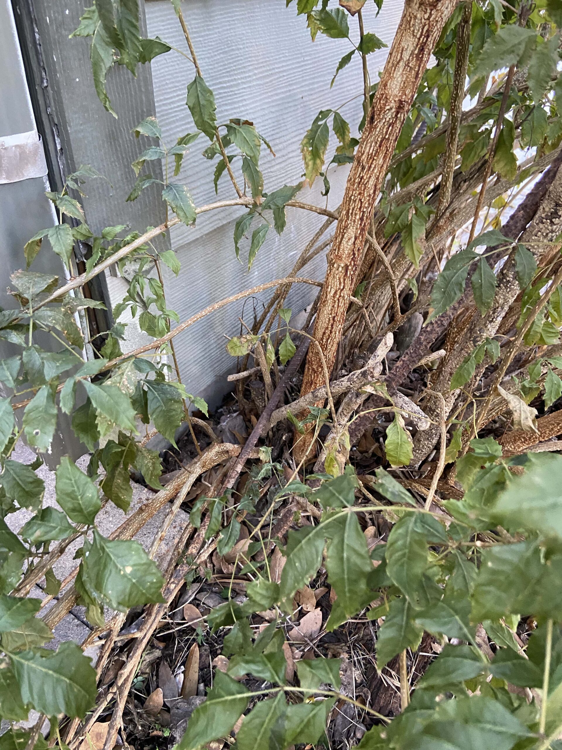 What Pests to Watch Out for in Spring in Your Texas Property