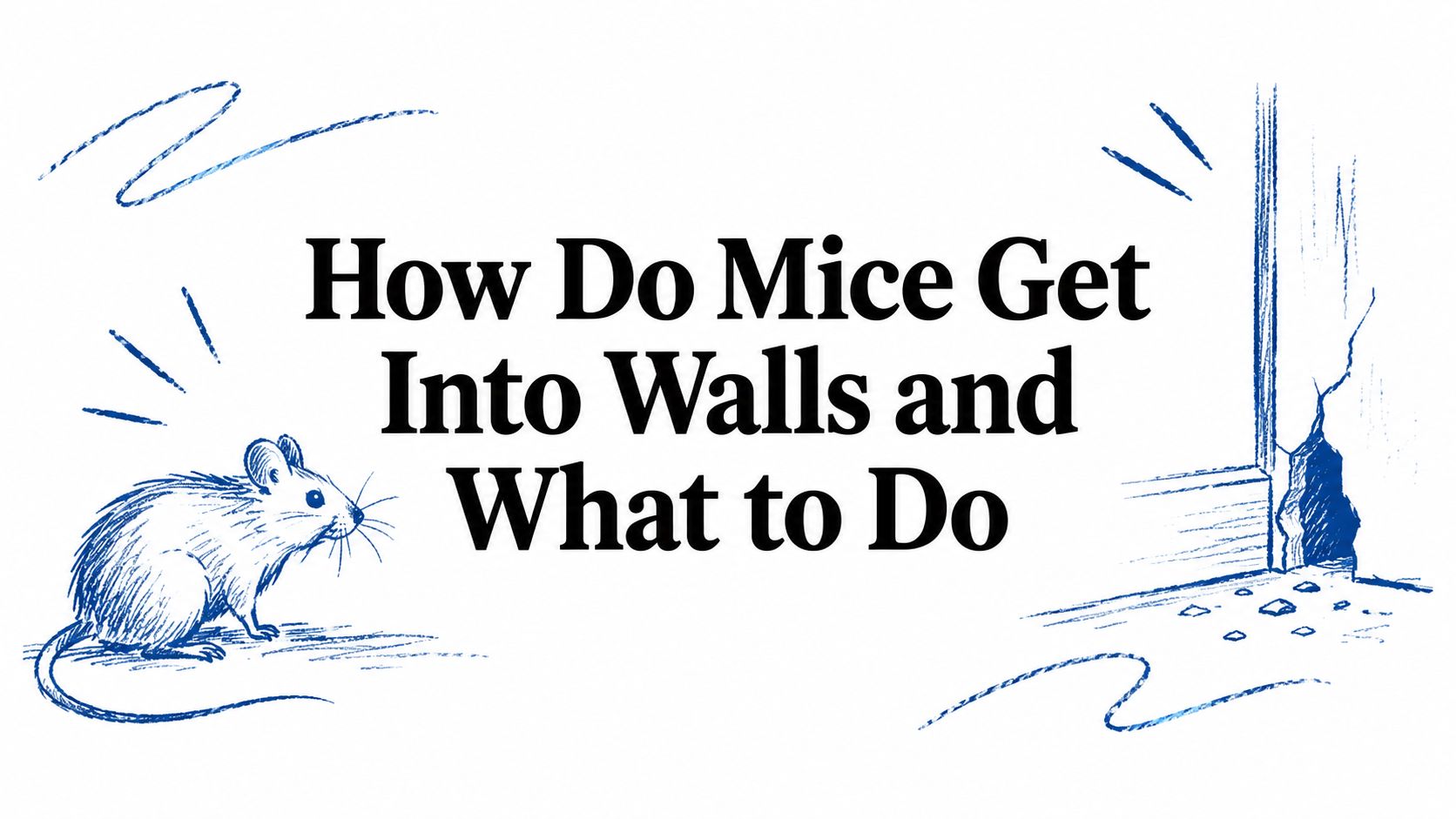 How Do Mice Get Into Walls and What to Do