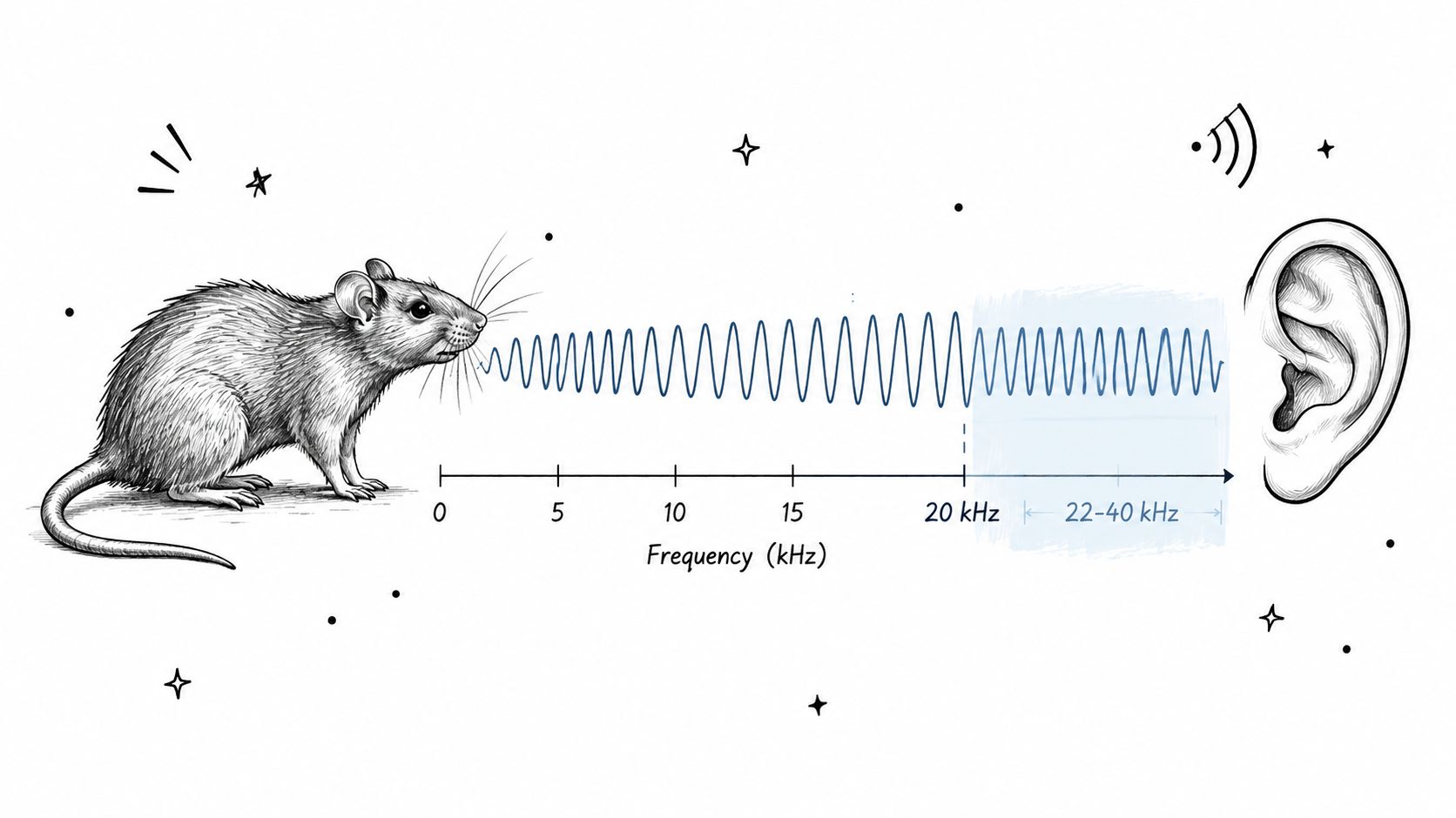 A diagram illustrating the frequency range of rat vocalizations, showing sounds extending into the ultrasonic spectrum.