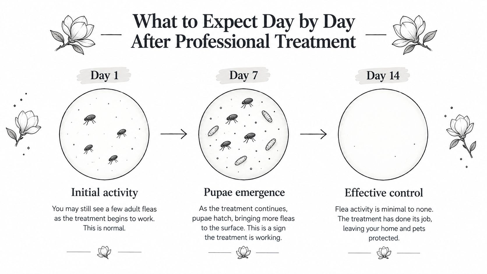 An infographic showing the step-by-step timeline of flea population reduction after professional pest control treatment.