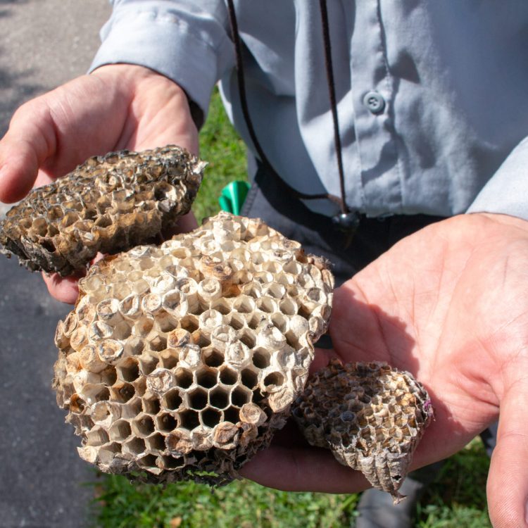 Honest-Pest-Control-Services-Near-Me-in-kings-river-village-scaled-r2piwk57g07iheqyj8chilpqropntao77qpsrrns24 Looking for professional pest control in Kings River Village? FullScope Pest Control is your trusted solution.
