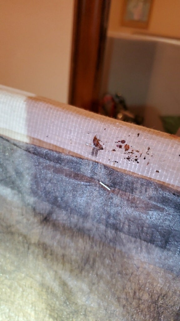 Bed Bug Treatment The Woodlands