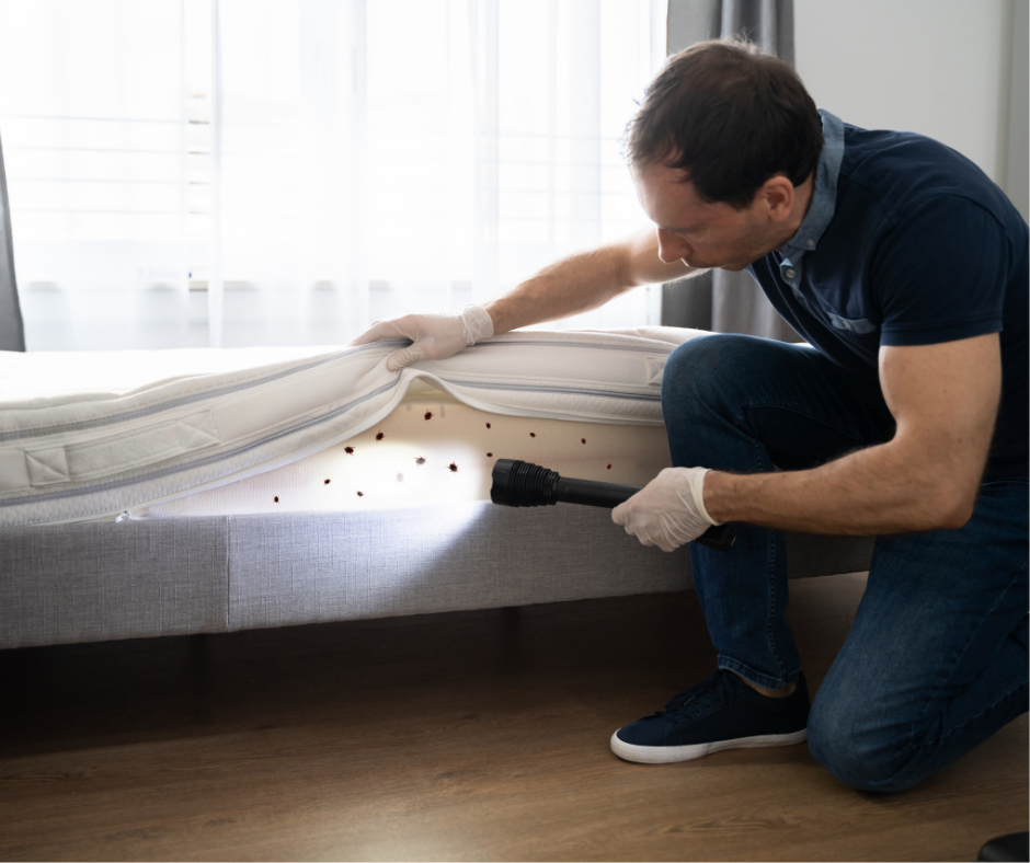 Bed Bugs Exterminator The Woodlands