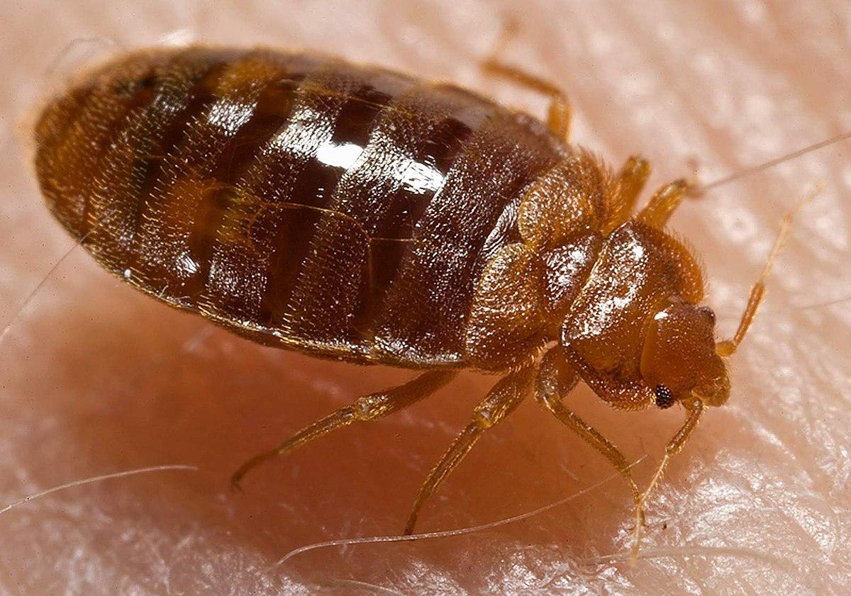 Fast Bed Bug Exterminator The Woodlands